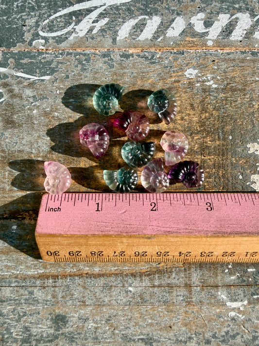 One (1) Mini Rainbow Fluorite Shell | Intuitively Chosen