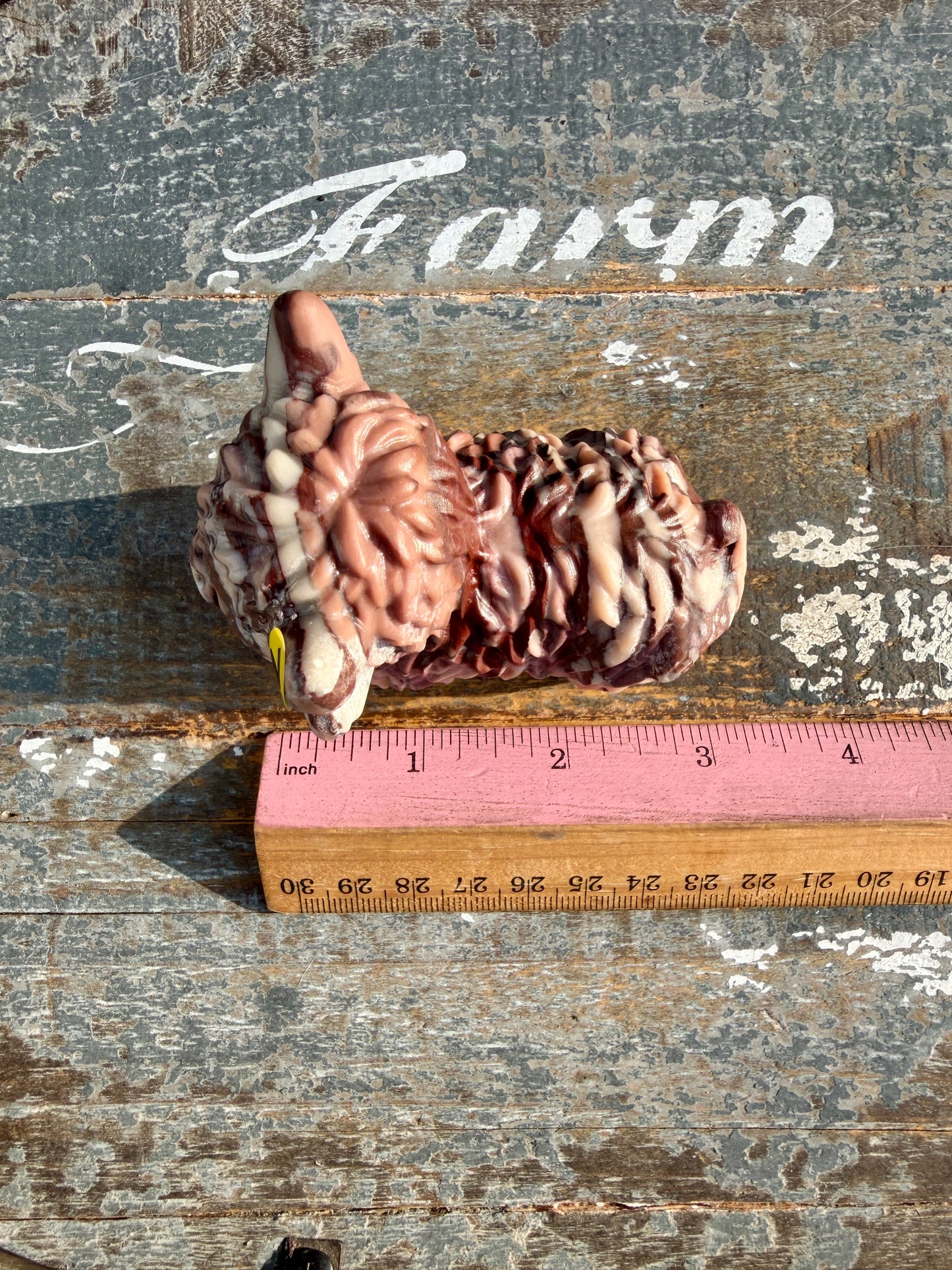 Adorable Desert Plain Jasper Highland Cow | Opt Z