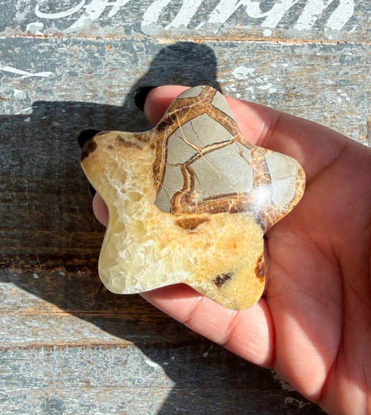 Gorgeous Septarian Puffy Star from Utah | Opt B