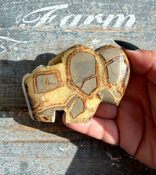 Gorgeous Septarian Buffalo from Utah | Opt C