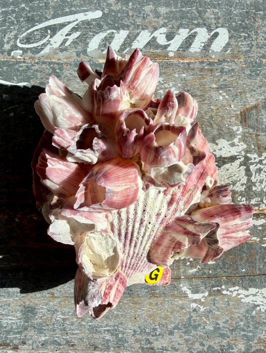 Gorgeous Pink Barnacle Cluster on Scallop Shell | Opt G *RARE*