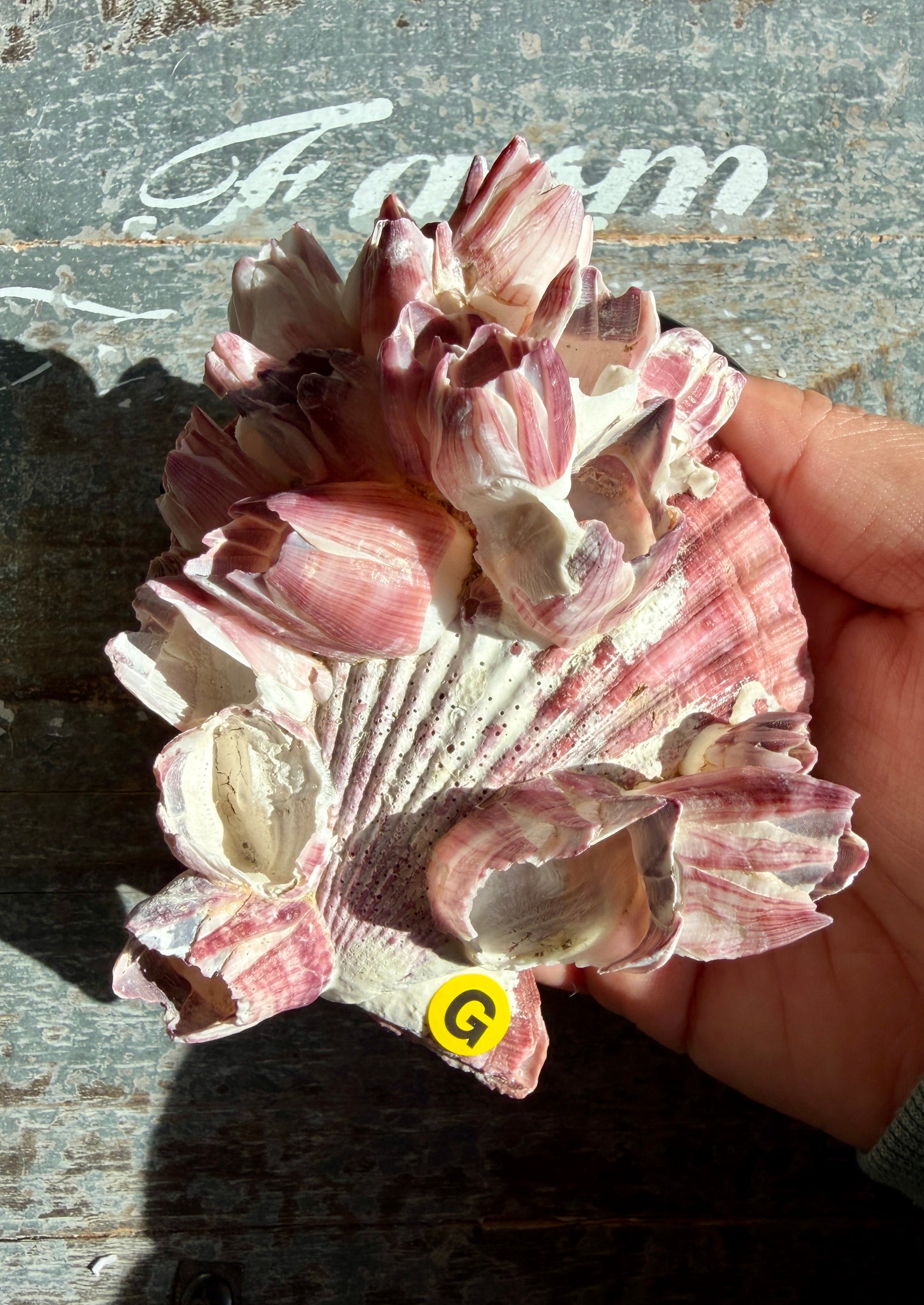 Gorgeous Pink Barnacle Cluster on Scallop Shell | Opt G *RARE*