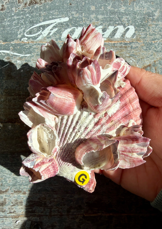 Gorgeous Pink Barnacle Cluster on Scallop Shell | Opt G *RARE*