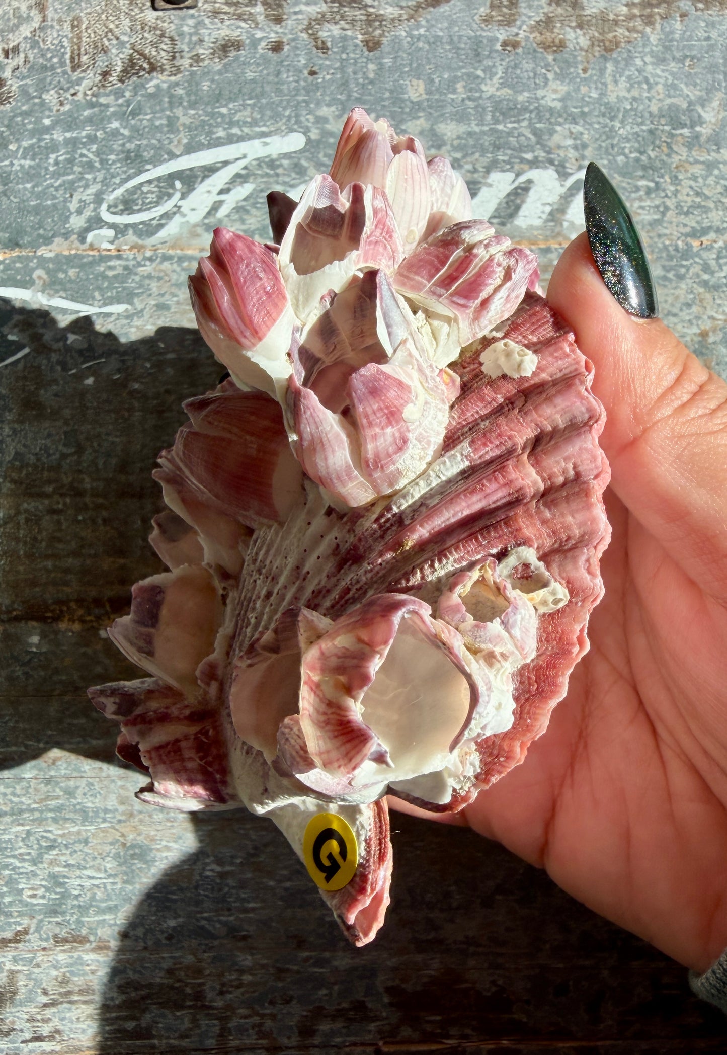 Gorgeous Pink Barnacle Cluster on Scallop Shell | Opt G *RARE*