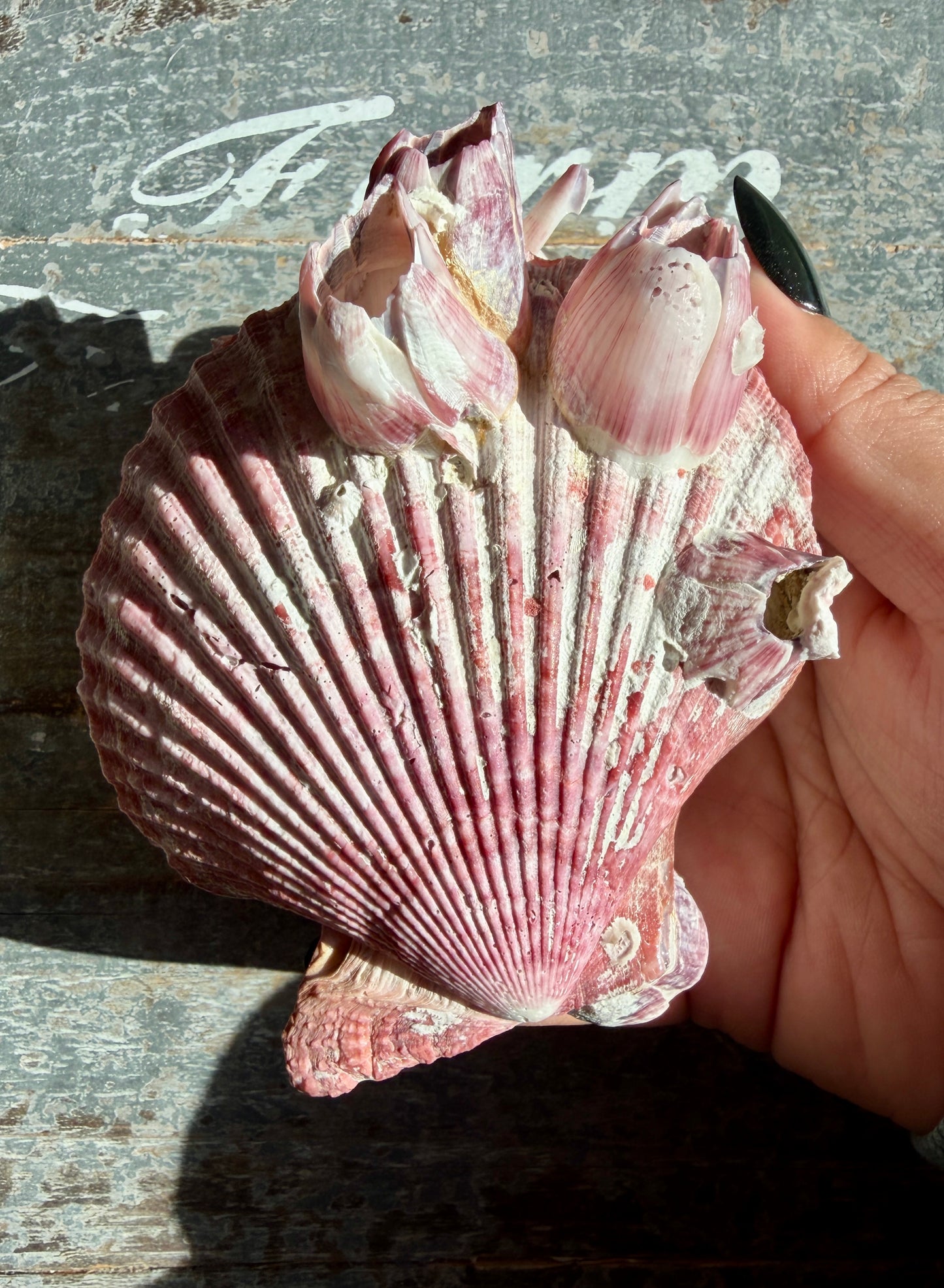 Gorgeous Pink Barnacle Cluster on Scallop Shell | Opt G *RARE*