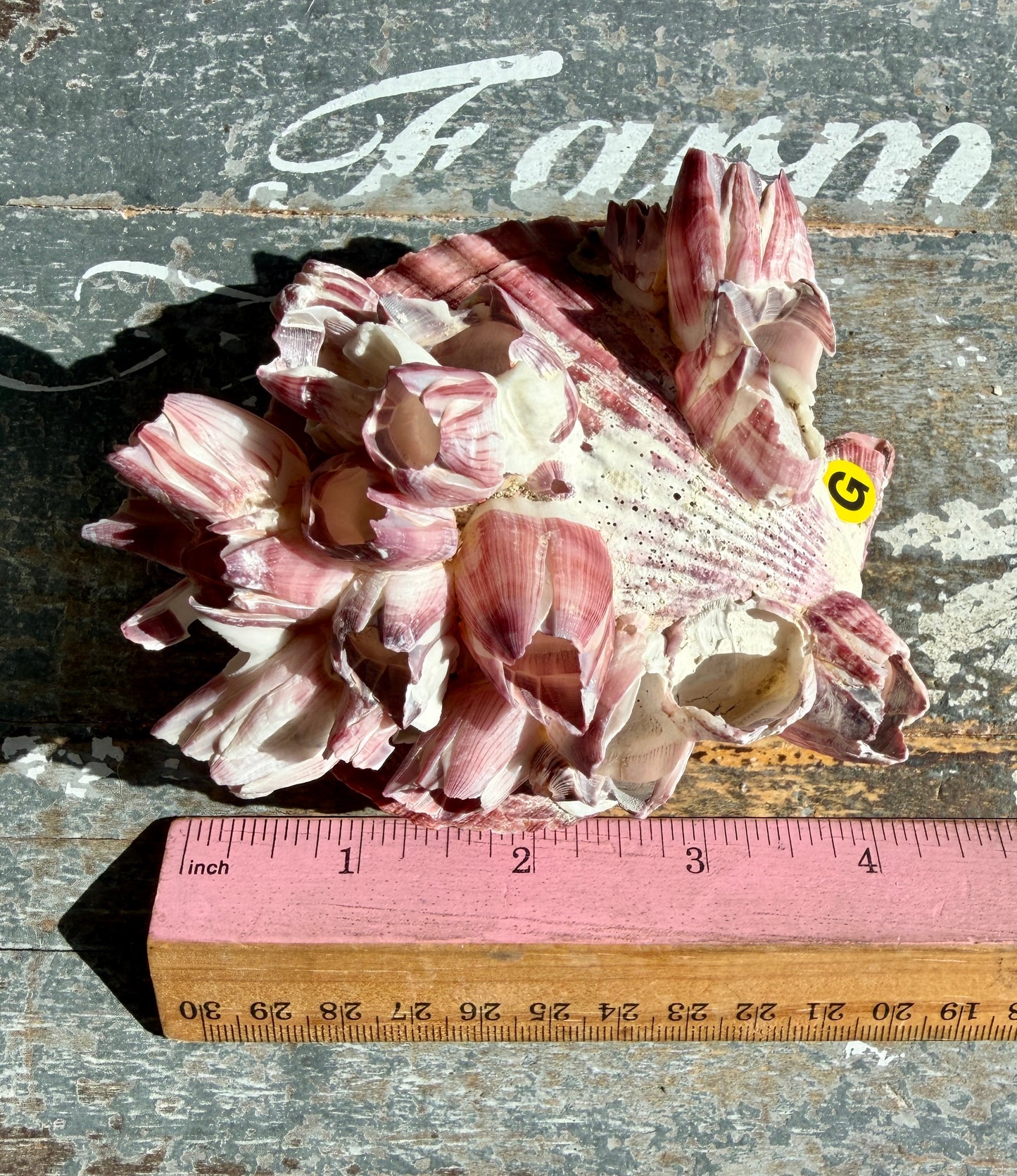 Gorgeous Pink Barnacle Cluster on Scallop Shell | Opt G *RARE*