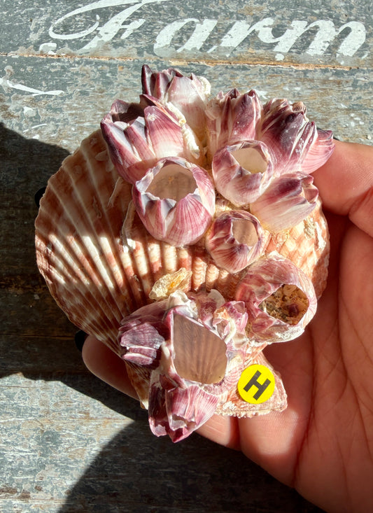 Gorgeous Pink Barnacle Cluster on Scallop Shell | Opt H *RARE*