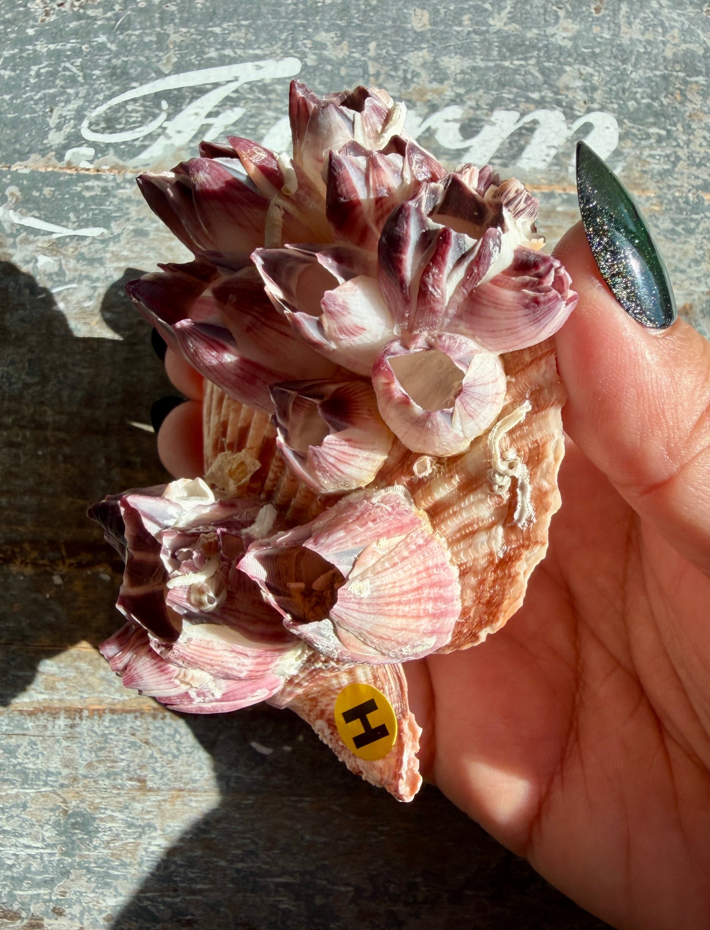Gorgeous Pink Barnacle Cluster on Scallop Shell | Opt H *RARE*