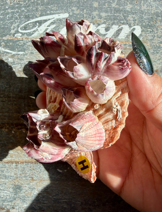 Gorgeous Pink Barnacle Cluster on Scallop Shell | Opt H *RARE*