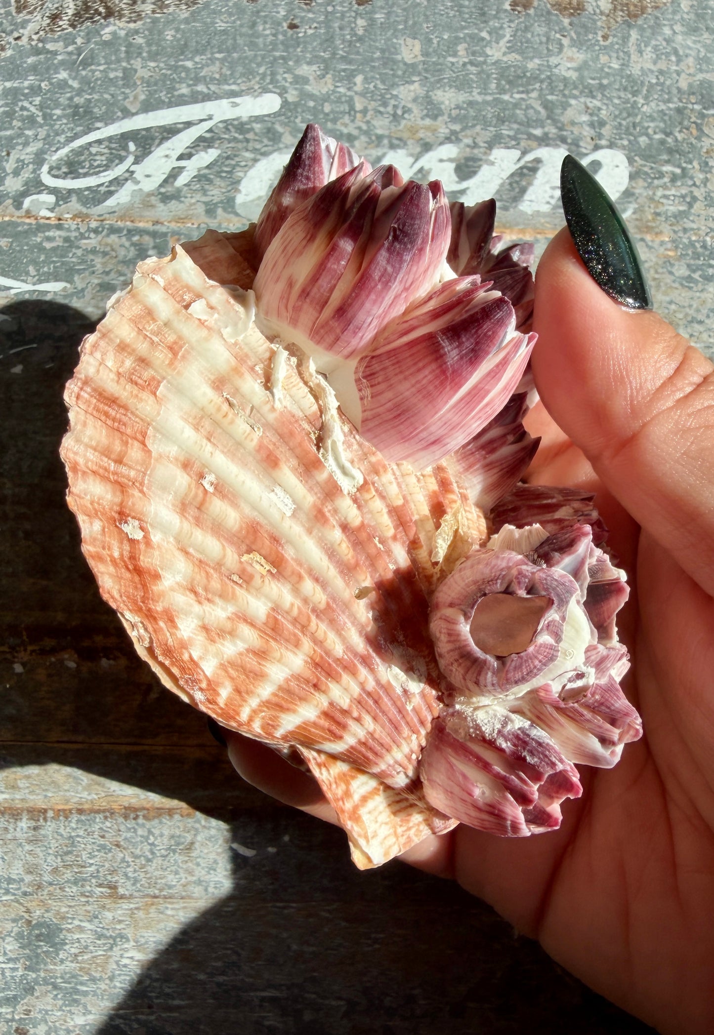Gorgeous Pink Barnacle Cluster on Scallop Shell | Opt H *RARE*