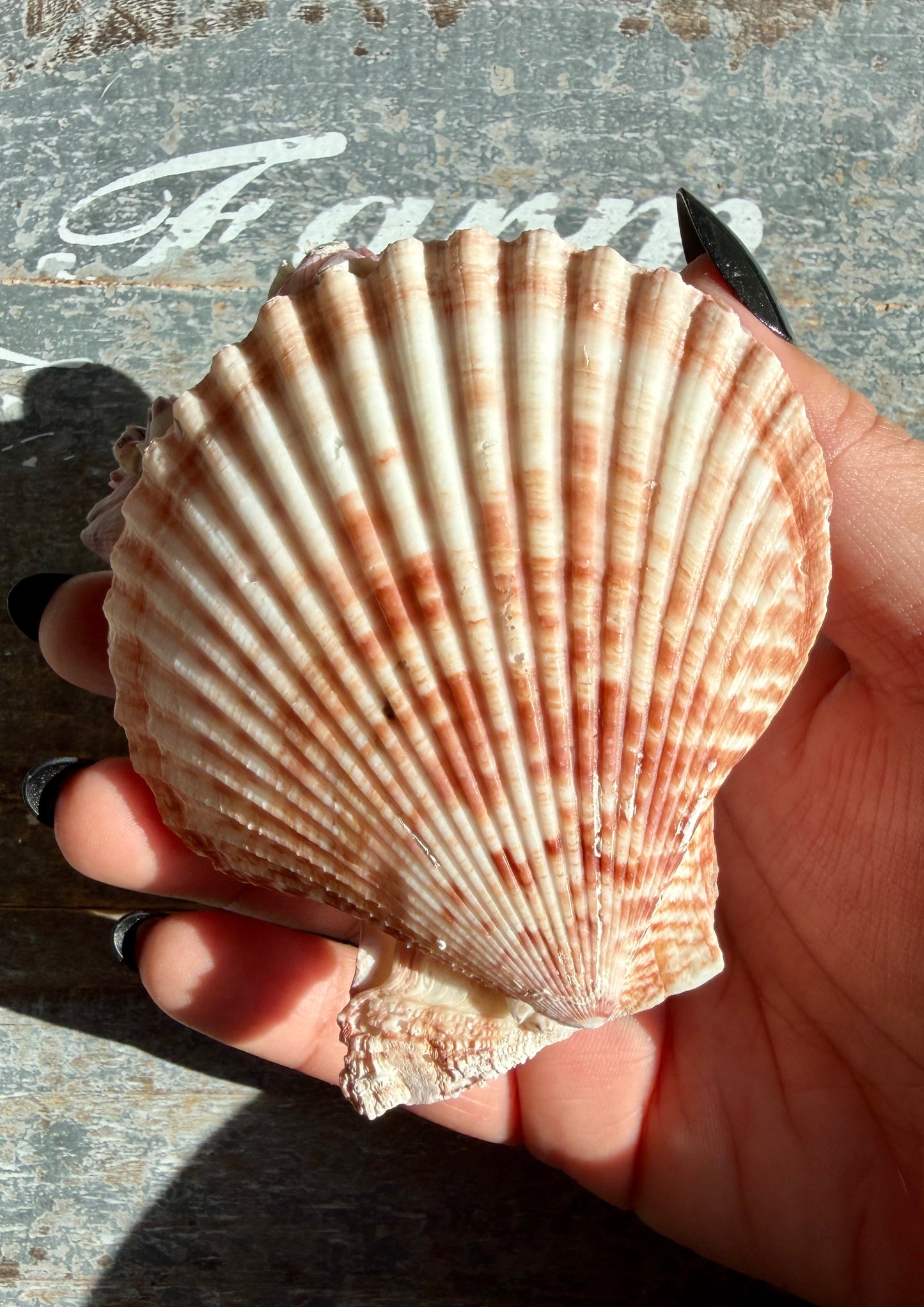 Gorgeous Pink Barnacle Cluster on Scallop Shell | Opt H *RARE*