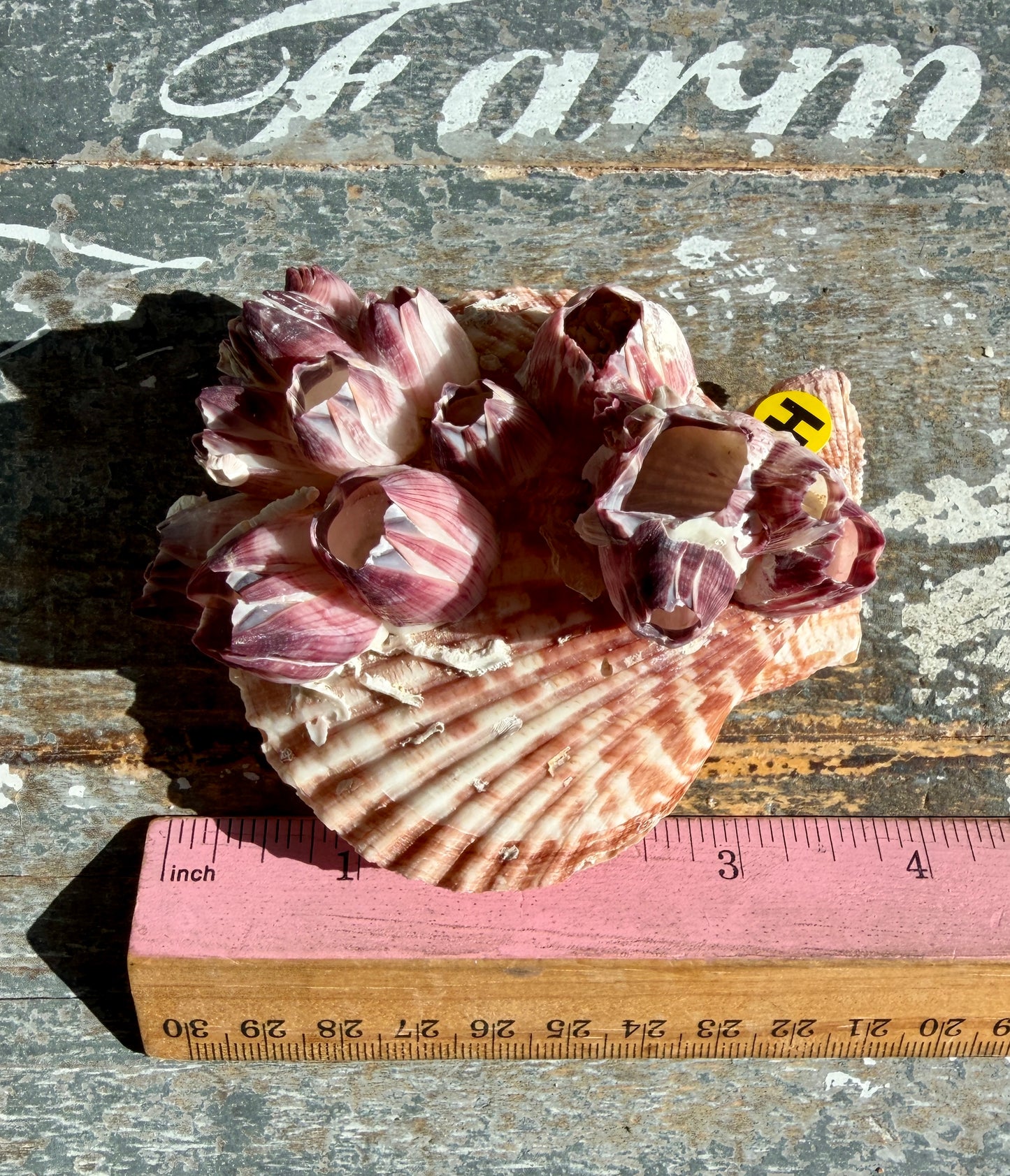 Gorgeous Pink Barnacle Cluster on Scallop Shell | Opt H *RARE*