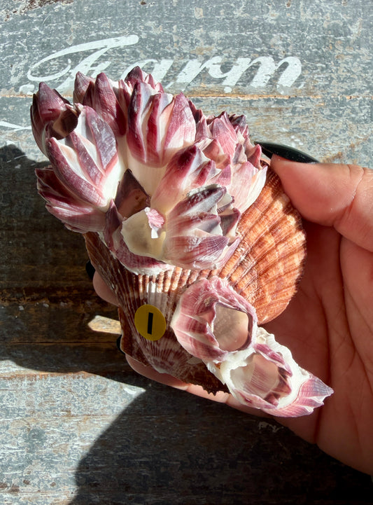 Gorgeous Pink Barnacle Cluster on Scallop Shell | Opt I *RARE*