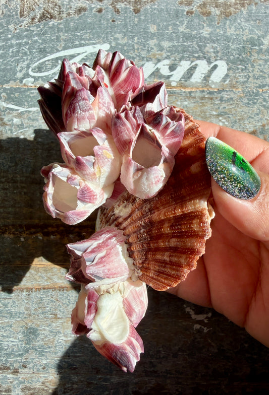 Gorgeous Pink Barnacle Cluster on Scallop Shell | Opt I *RARE*