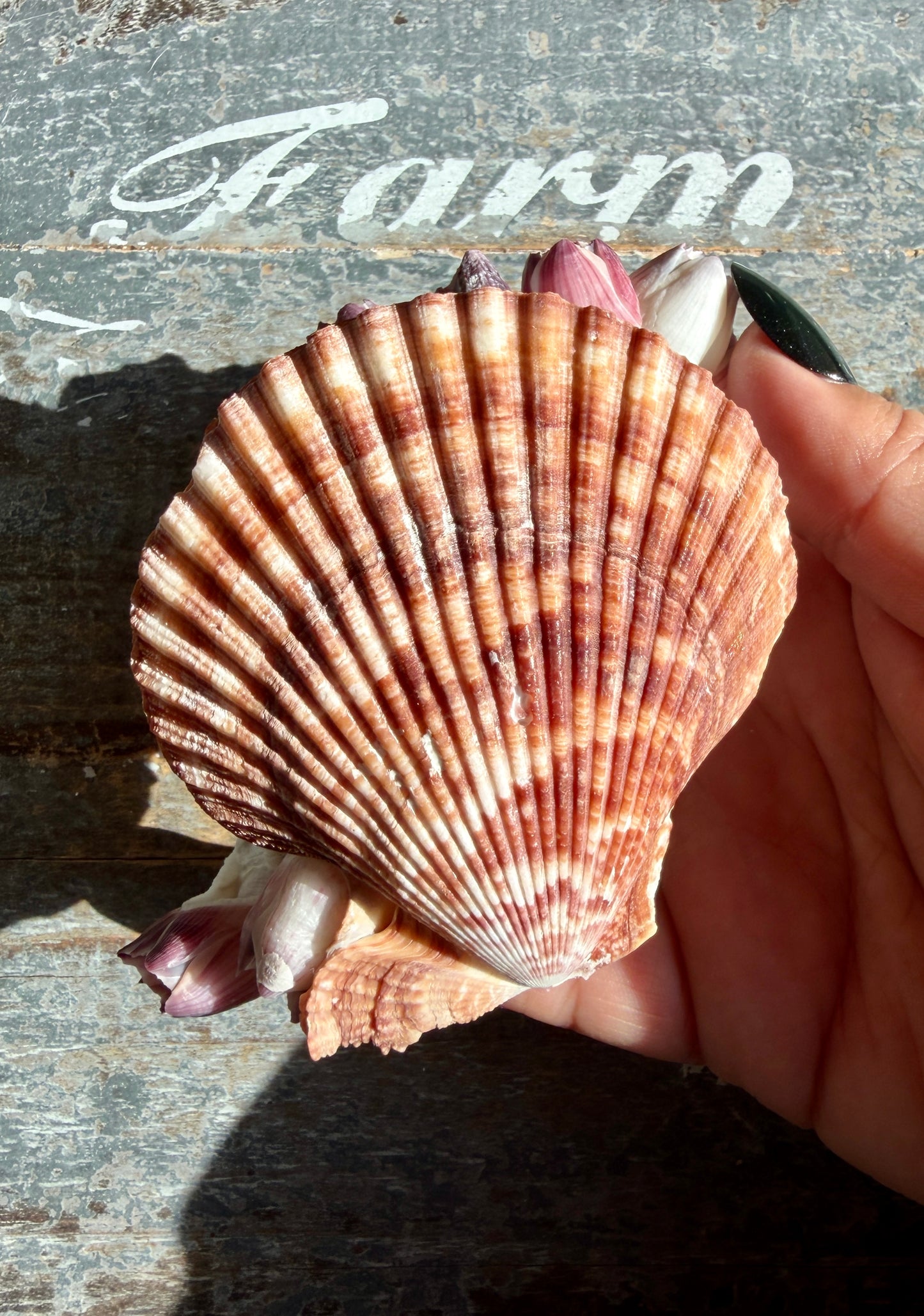 Gorgeous Pink Barnacle Cluster on Scallop Shell | Opt I *RARE*