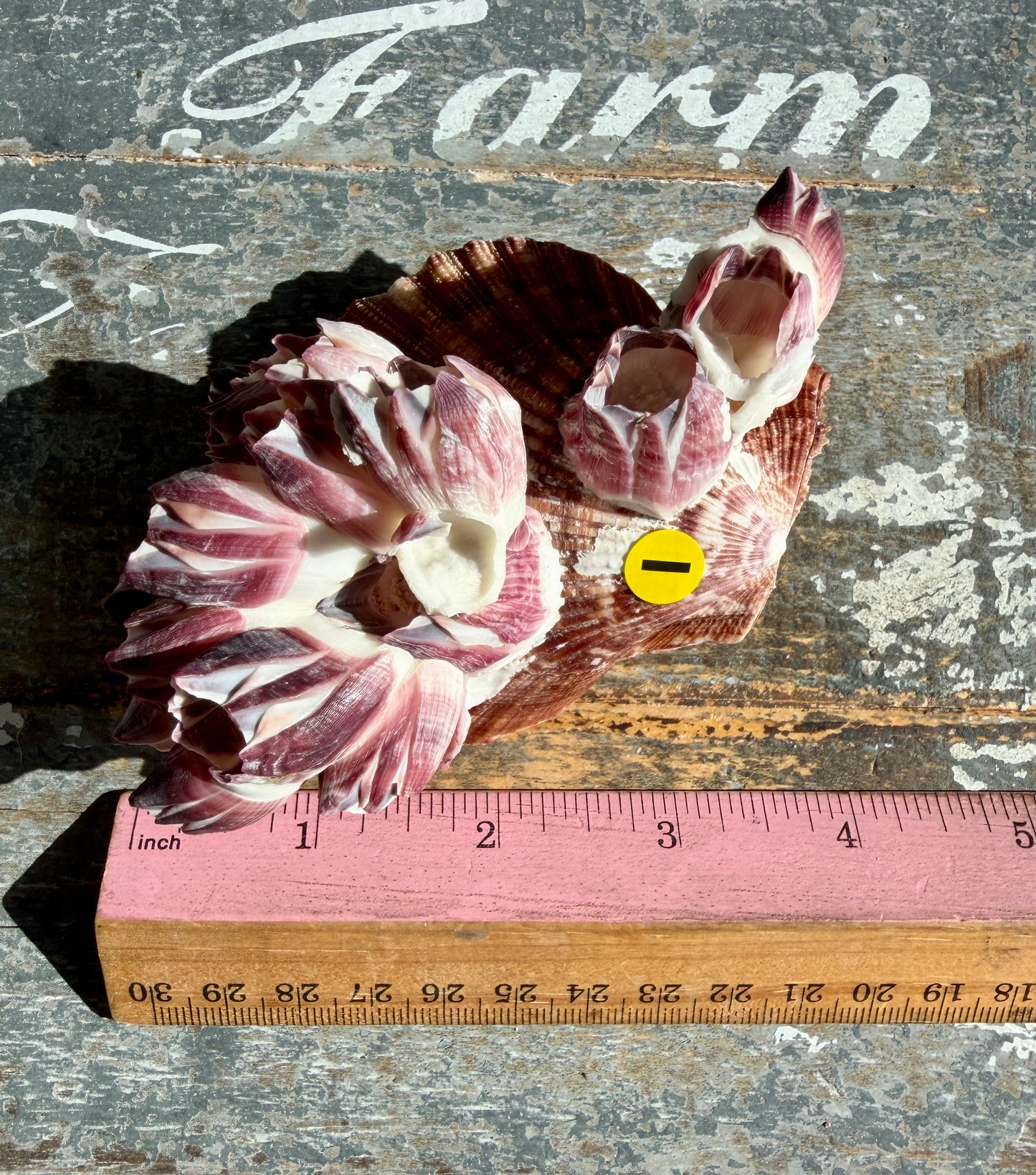 Gorgeous Pink Barnacle Cluster on Scallop Shell | Opt I *RARE*