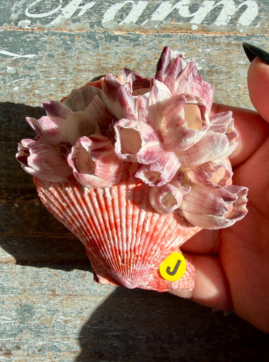 Gorgeous Pink Barnacle Cluster on Scallop Shell | Opt J *RARE*