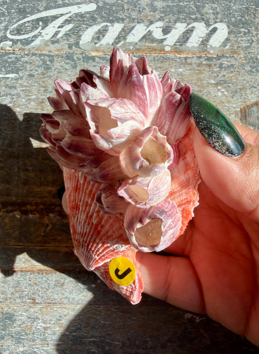 Gorgeous Pink Barnacle Cluster on Scallop Shell | Opt J *RARE*
