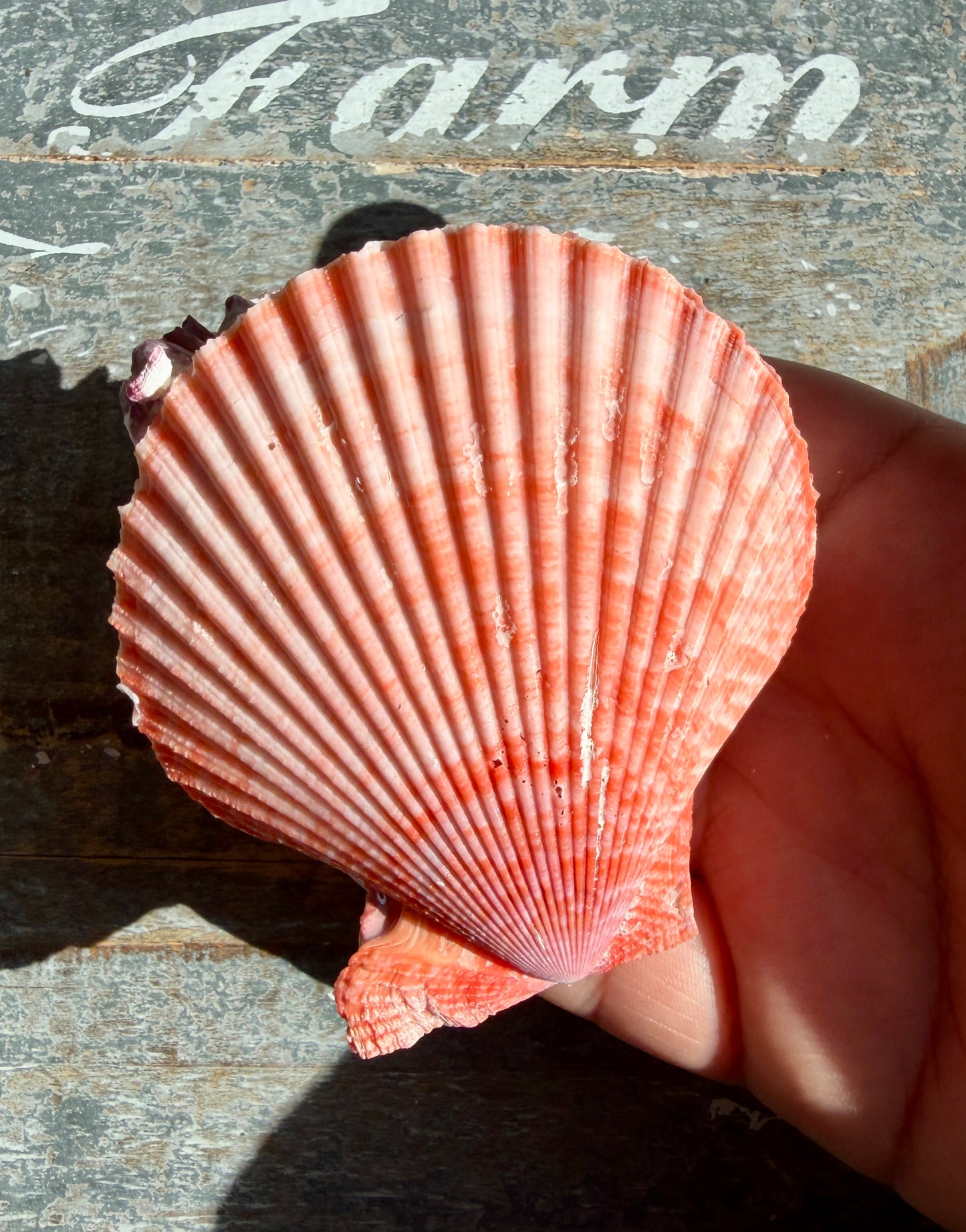 Gorgeous Pink Barnacle Cluster on Scallop Shell | Opt J *RARE*