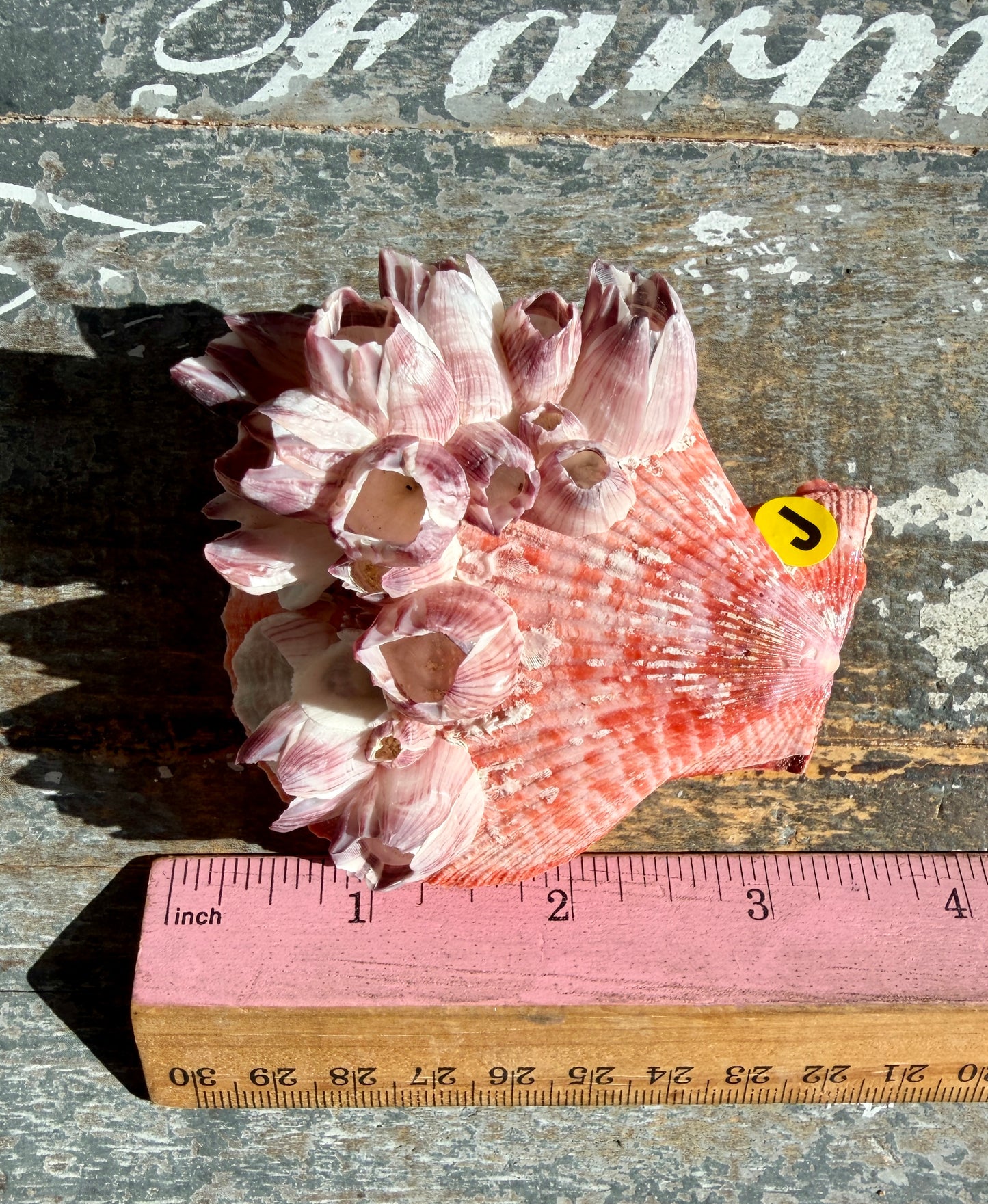 Gorgeous Pink Barnacle Cluster on Scallop Shell | Opt J *RARE*