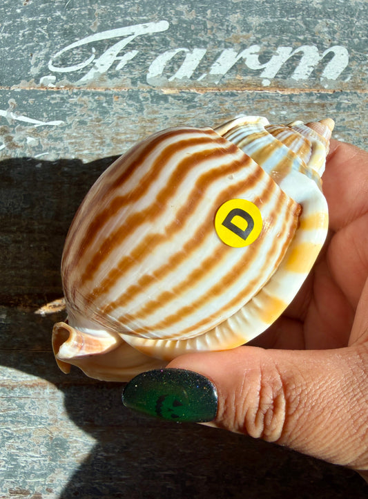 Gorgeous Golden Banded Tun Shell | Oceanic Heirloom | Opt D