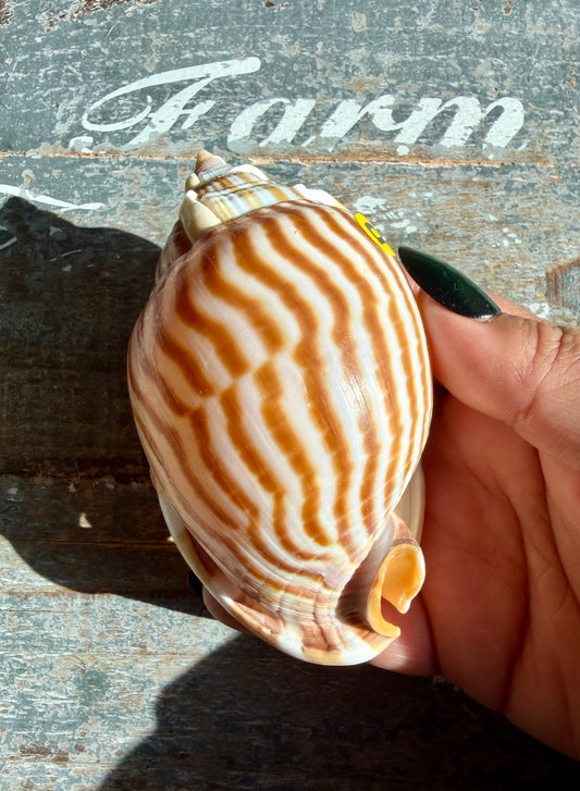 Gorgeous Golden Banded Tun Shell | Oceanic Heirloom | Opt D