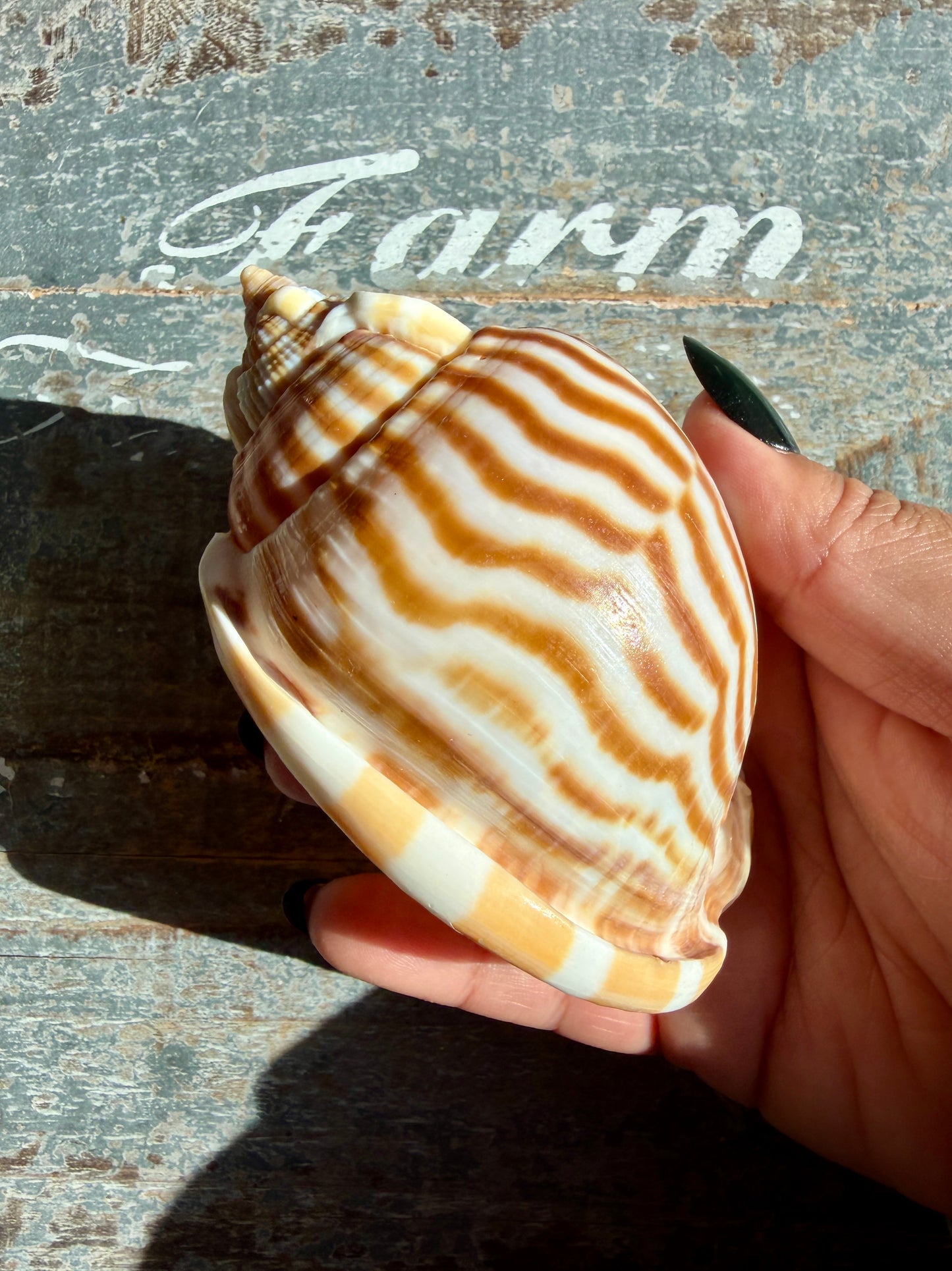 Gorgeous Golden Banded Tun Shell | Oceanic Heirloom | Opt D