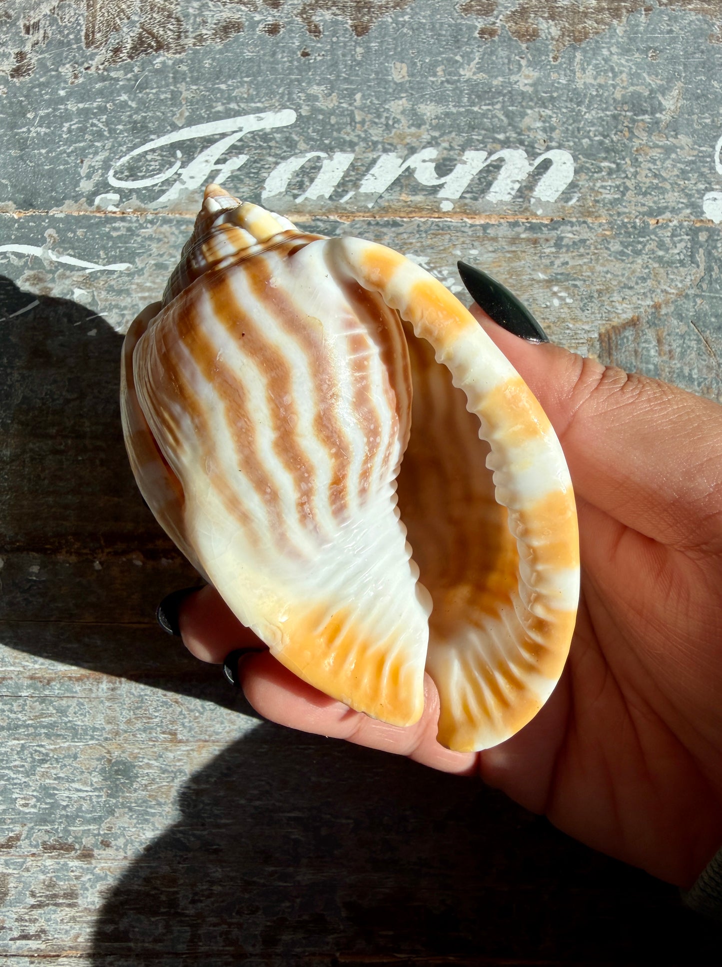 Gorgeous Golden Banded Tun Shell | Oceanic Heirloom | Opt D