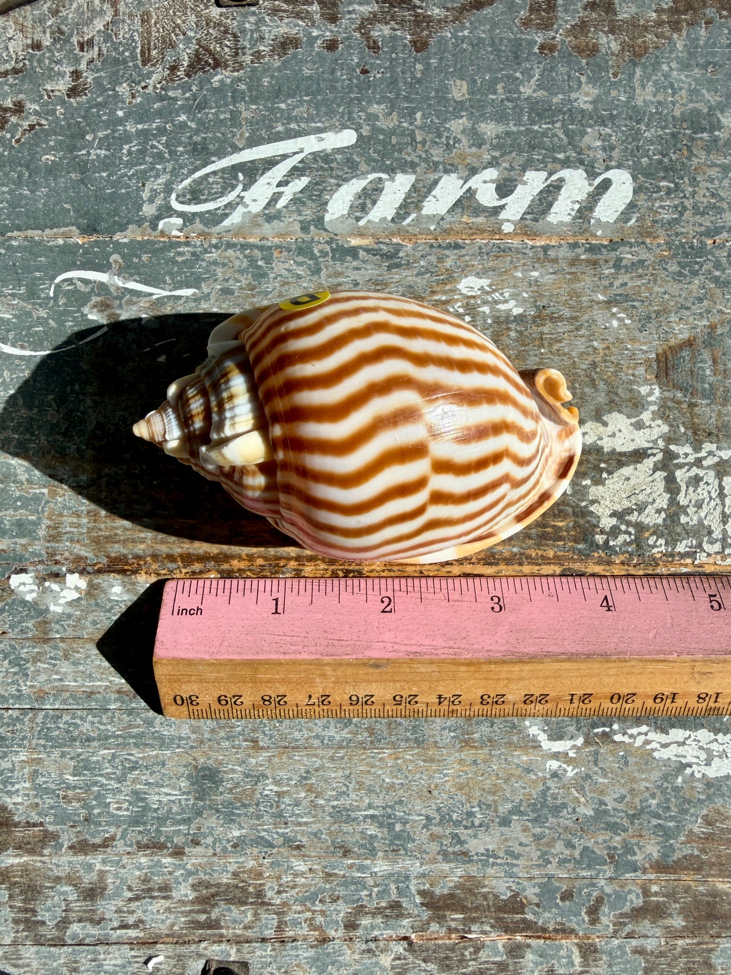 Gorgeous Golden Banded Tun Shell | Oceanic Heirloom | Opt D