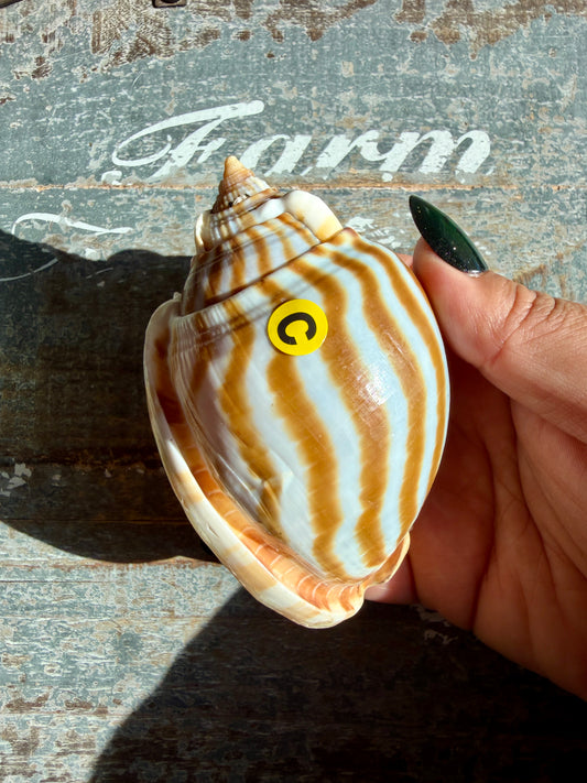 Gorgeous Golden Banded Tun Shell | Oceanic Heirloom | Opt C