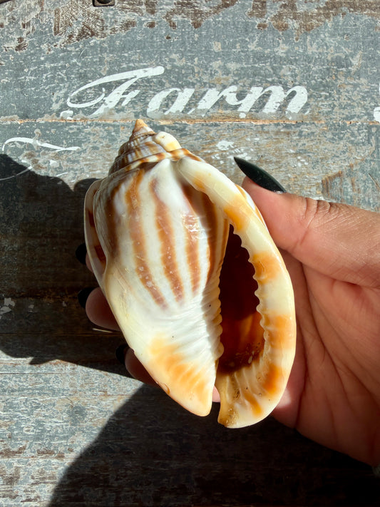 Gorgeous Golden Banded Tun Shell | Oceanic Heirloom | Opt C