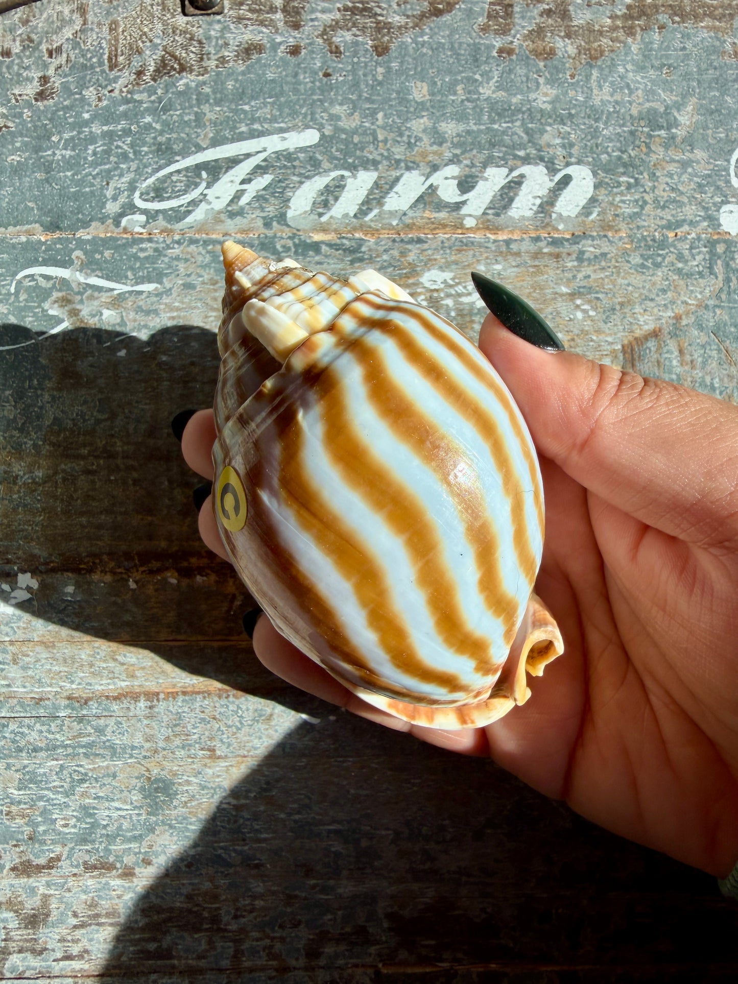 Gorgeous Golden Banded Tun Shell | Oceanic Heirloom | Opt C
