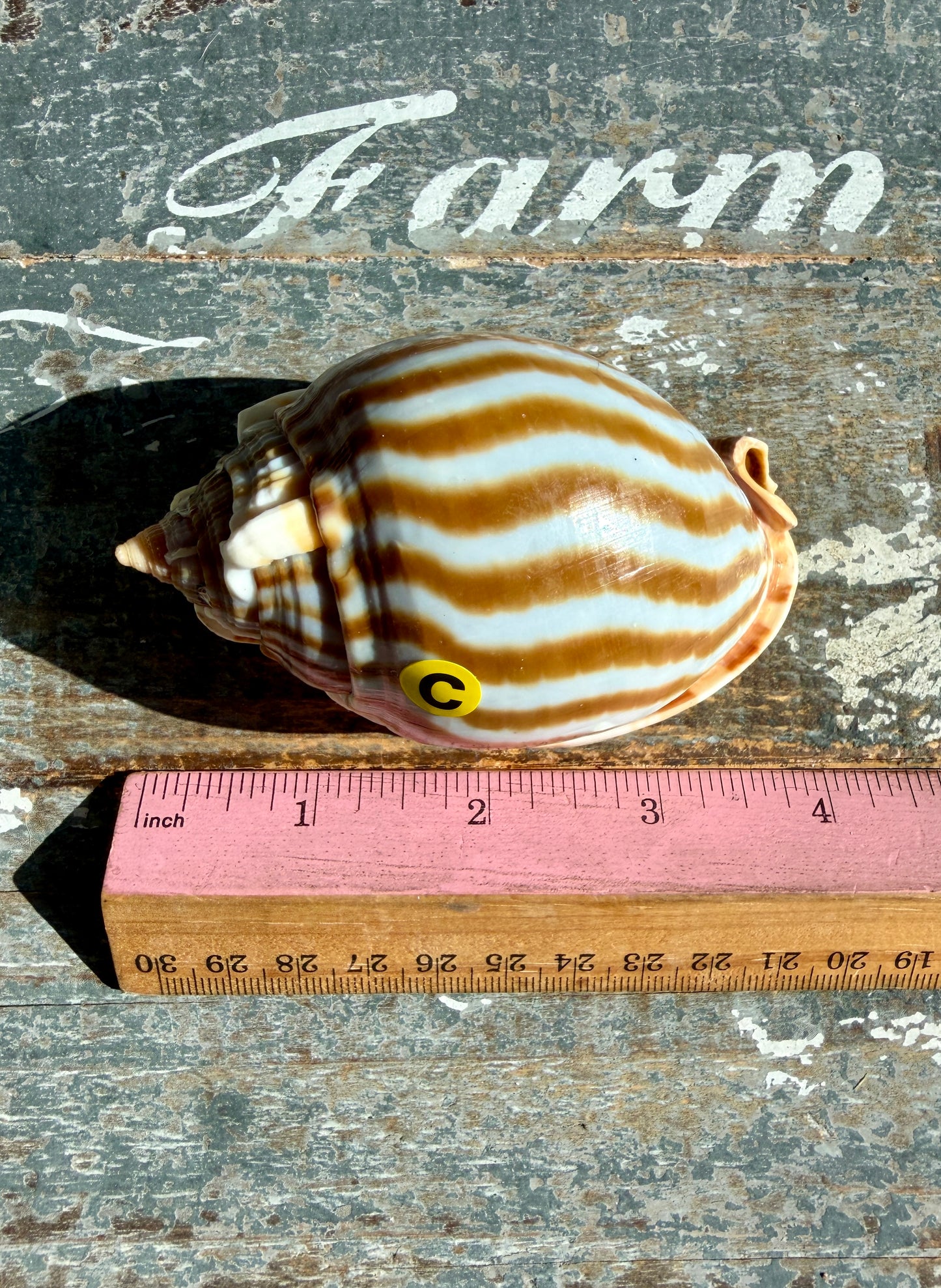 Gorgeous Golden Banded Tun Shell | Oceanic Heirloom | Opt C