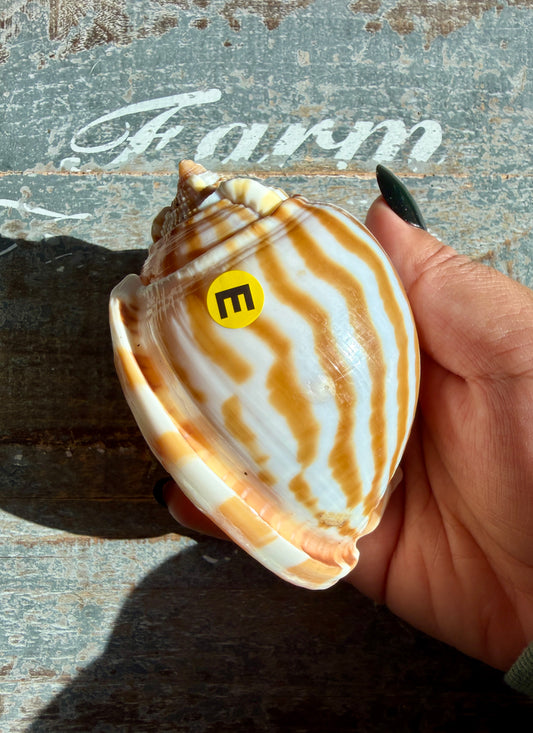 Gorgeous Golden Banded Tun Shell | Oceanic Heirloom | Opt E