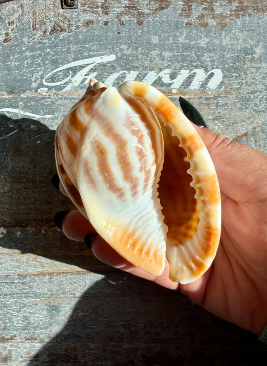 Gorgeous Golden Banded Tun Shell | Oceanic Heirloom | Opt E