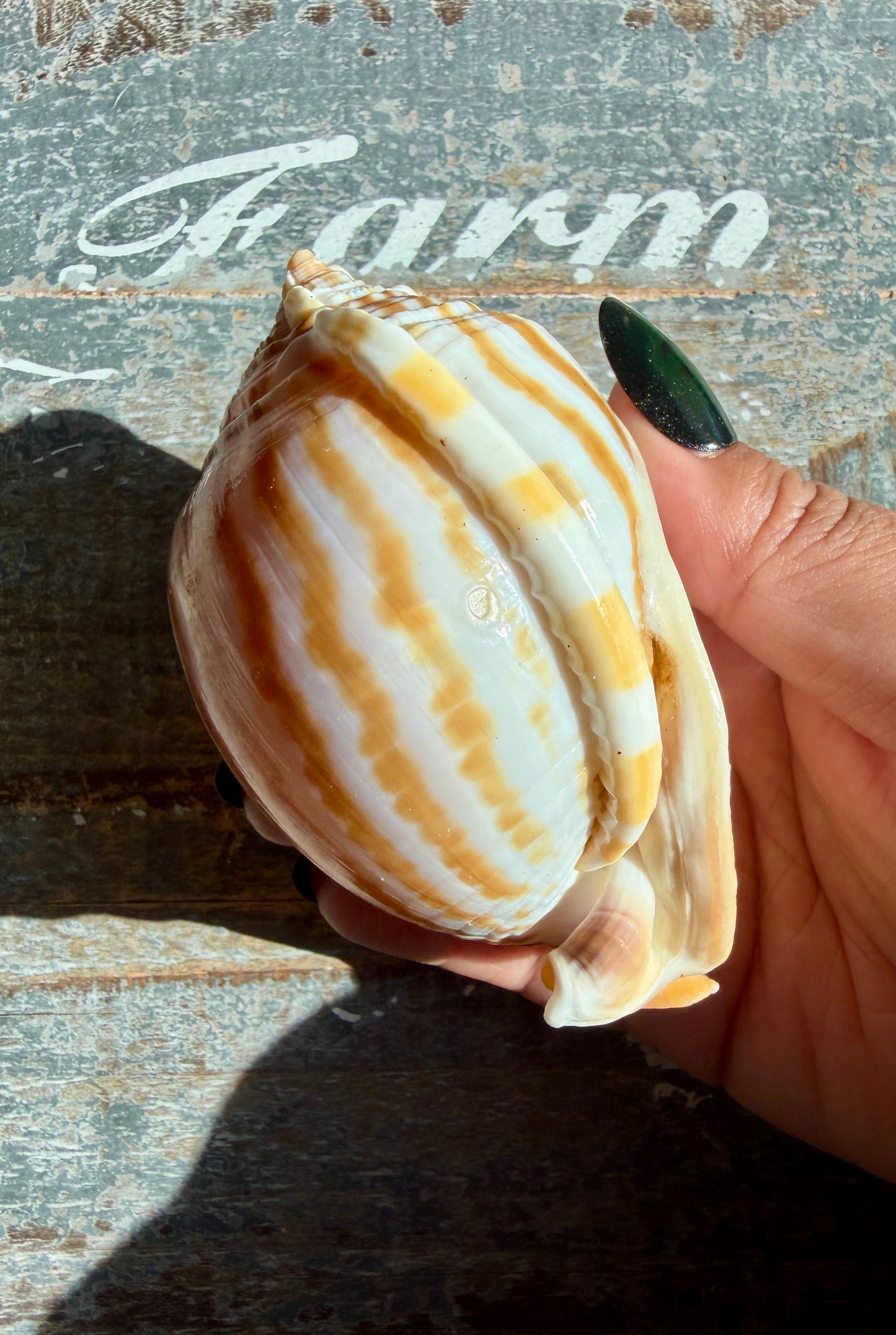 Gorgeous Golden Banded Tun Shell | Oceanic Heirloom | Opt E