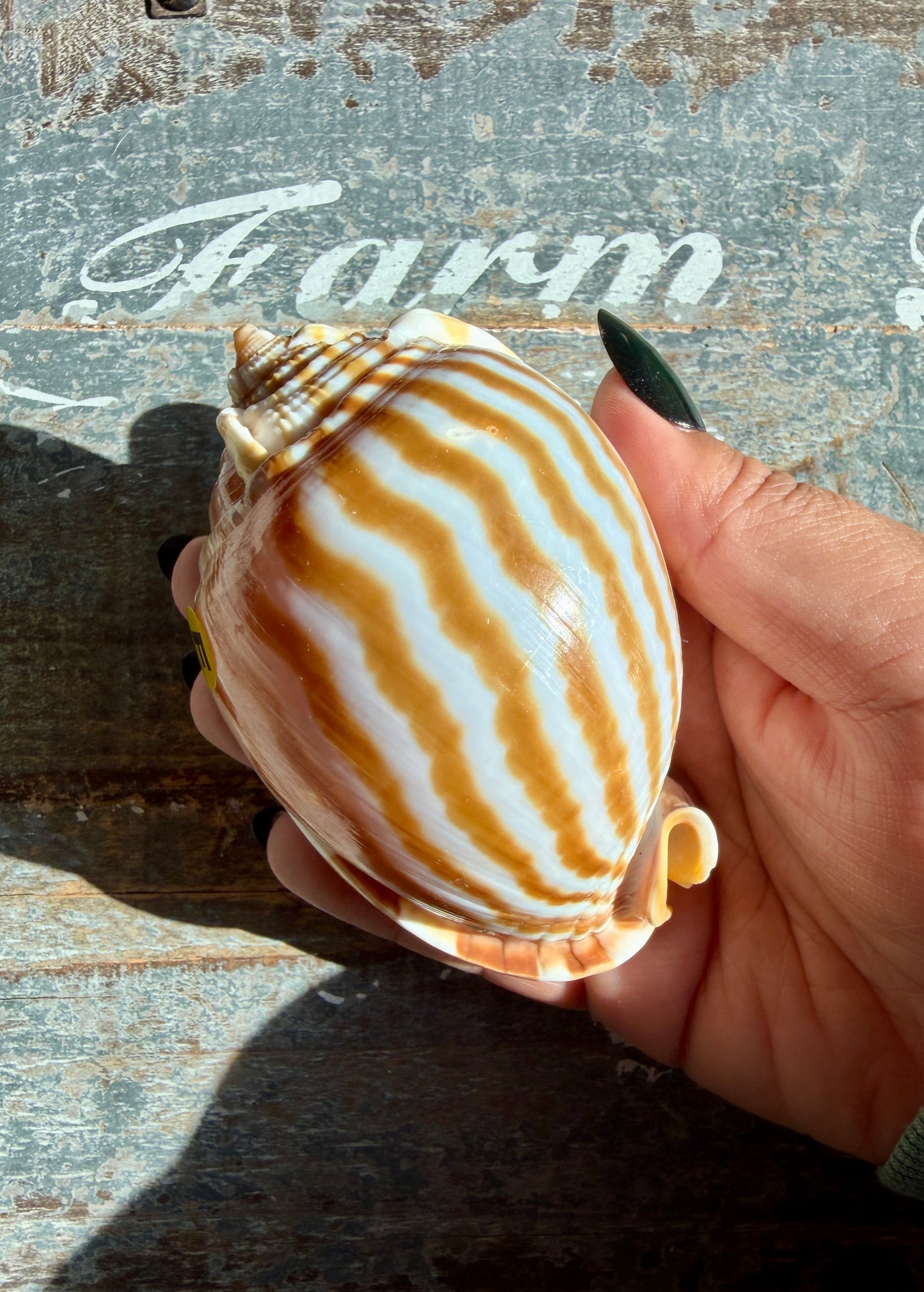 Gorgeous Golden Banded Tun Shell | Oceanic Heirloom | Opt E