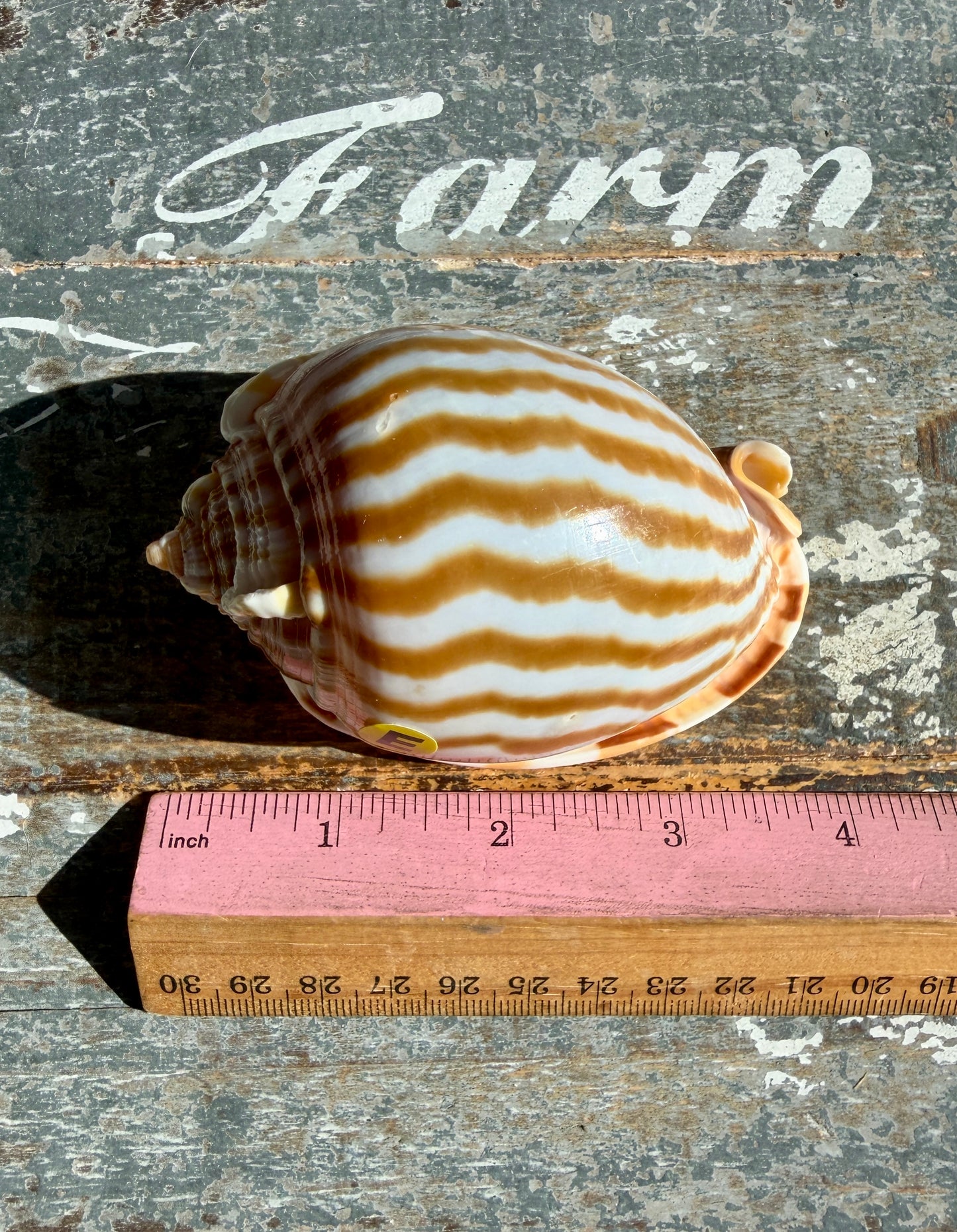 Gorgeous Golden Banded Tun Shell | Oceanic Heirloom | Opt E