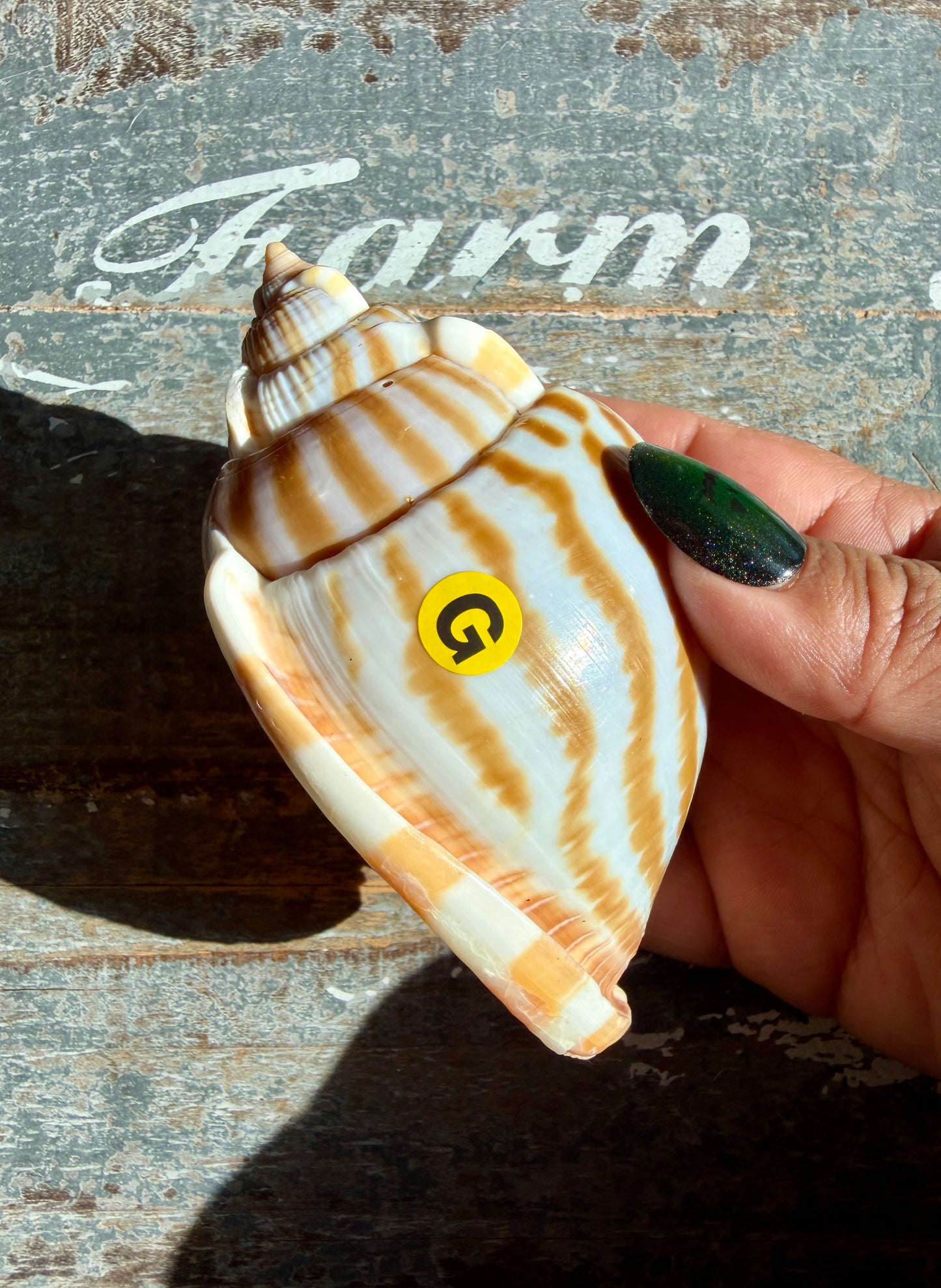 Gorgeous Golden Banded Tun Shell | Oceanic Heirloom | Opt G