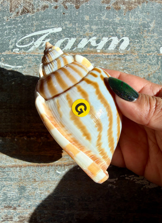 Gorgeous Golden Banded Tun Shell | Oceanic Heirloom | Opt G