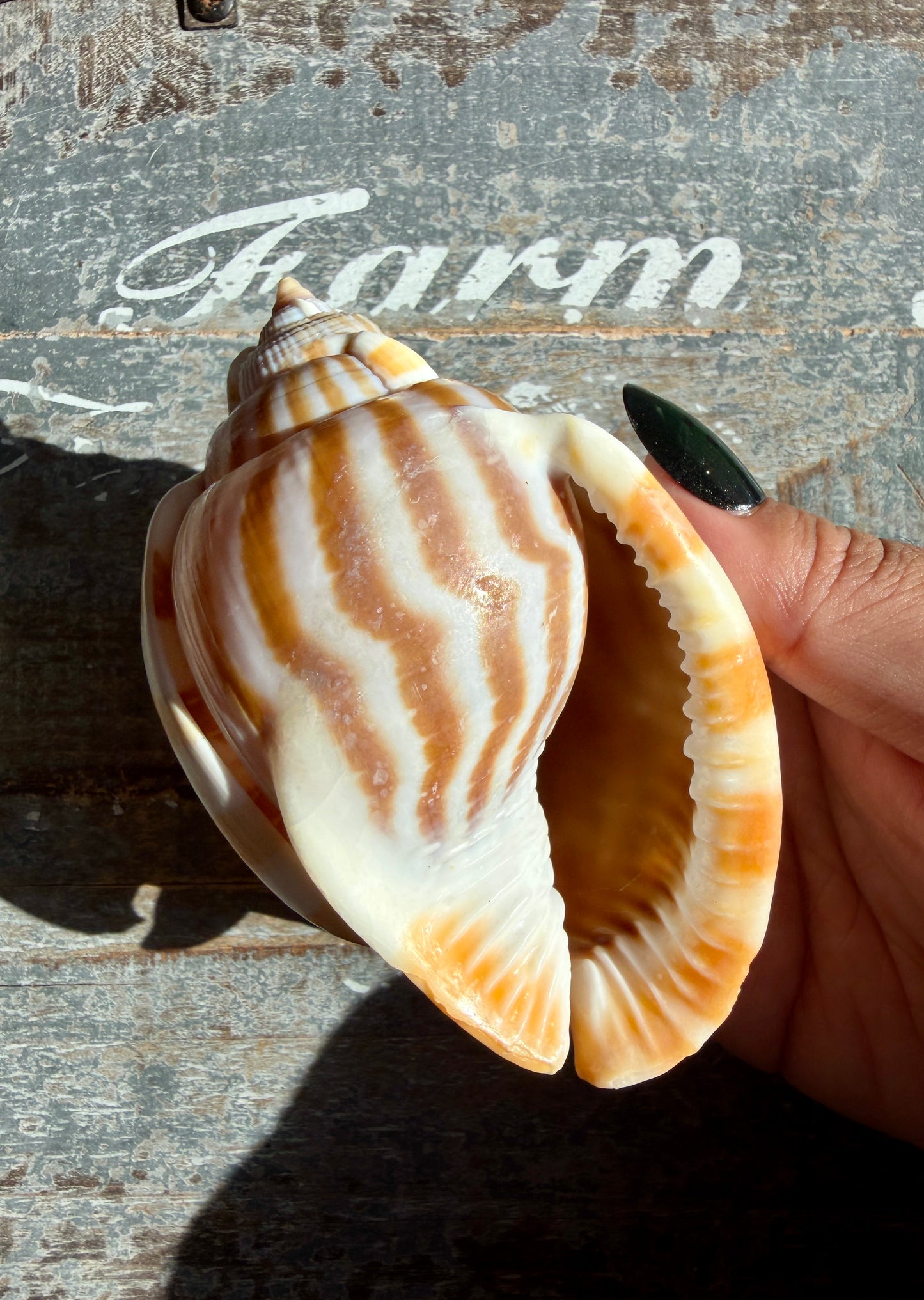Gorgeous Golden Banded Tun Shell | Oceanic Heirloom | Opt G
