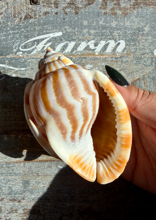 Gorgeous Golden Banded Tun Shell | Oceanic Heirloom | Opt G
