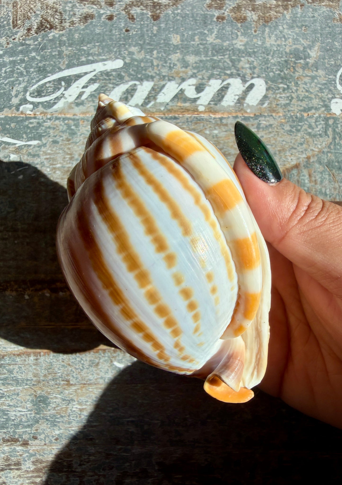 Gorgeous Golden Banded Tun Shell | Oceanic Heirloom | Opt G