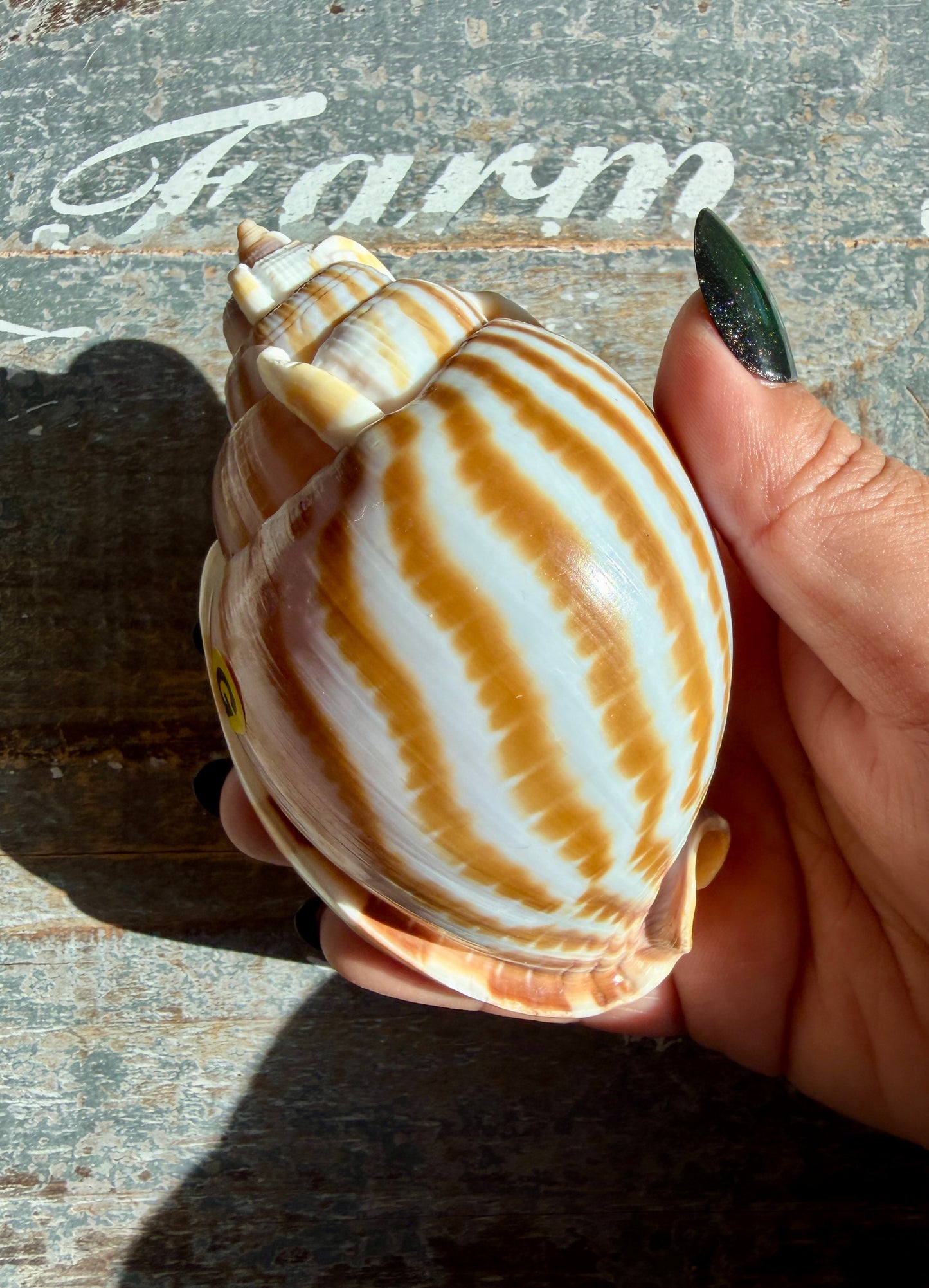 Gorgeous Golden Banded Tun Shell | Oceanic Heirloom | Opt G