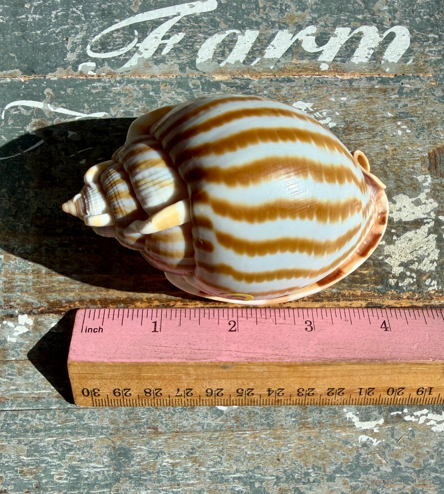 Gorgeous Golden Banded Tun Shell | Oceanic Heirloom | Opt G