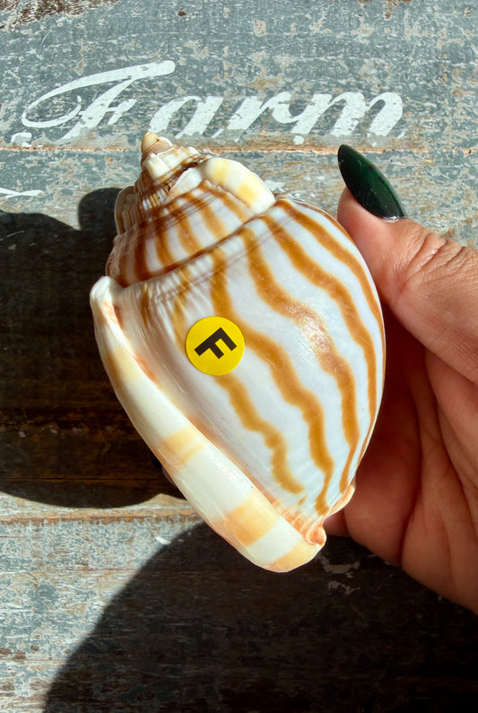 Gorgeous Golden Banded Tun Shell | Oceanic Heirloom | Opt F