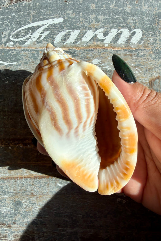 Gorgeous Golden Banded Tun Shell | Oceanic Heirloom | Opt F