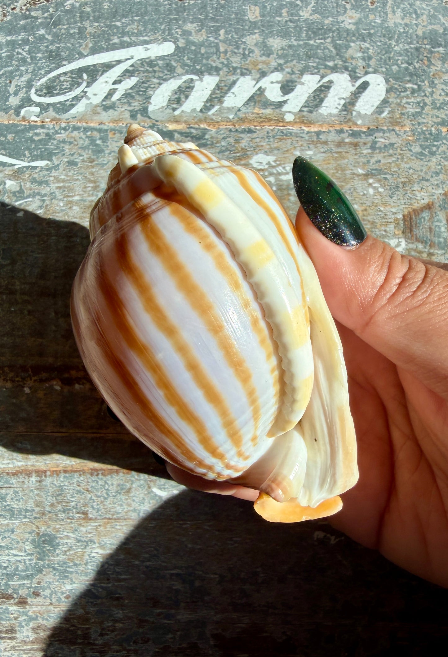 Gorgeous Golden Banded Tun Shell | Oceanic Heirloom | Opt F