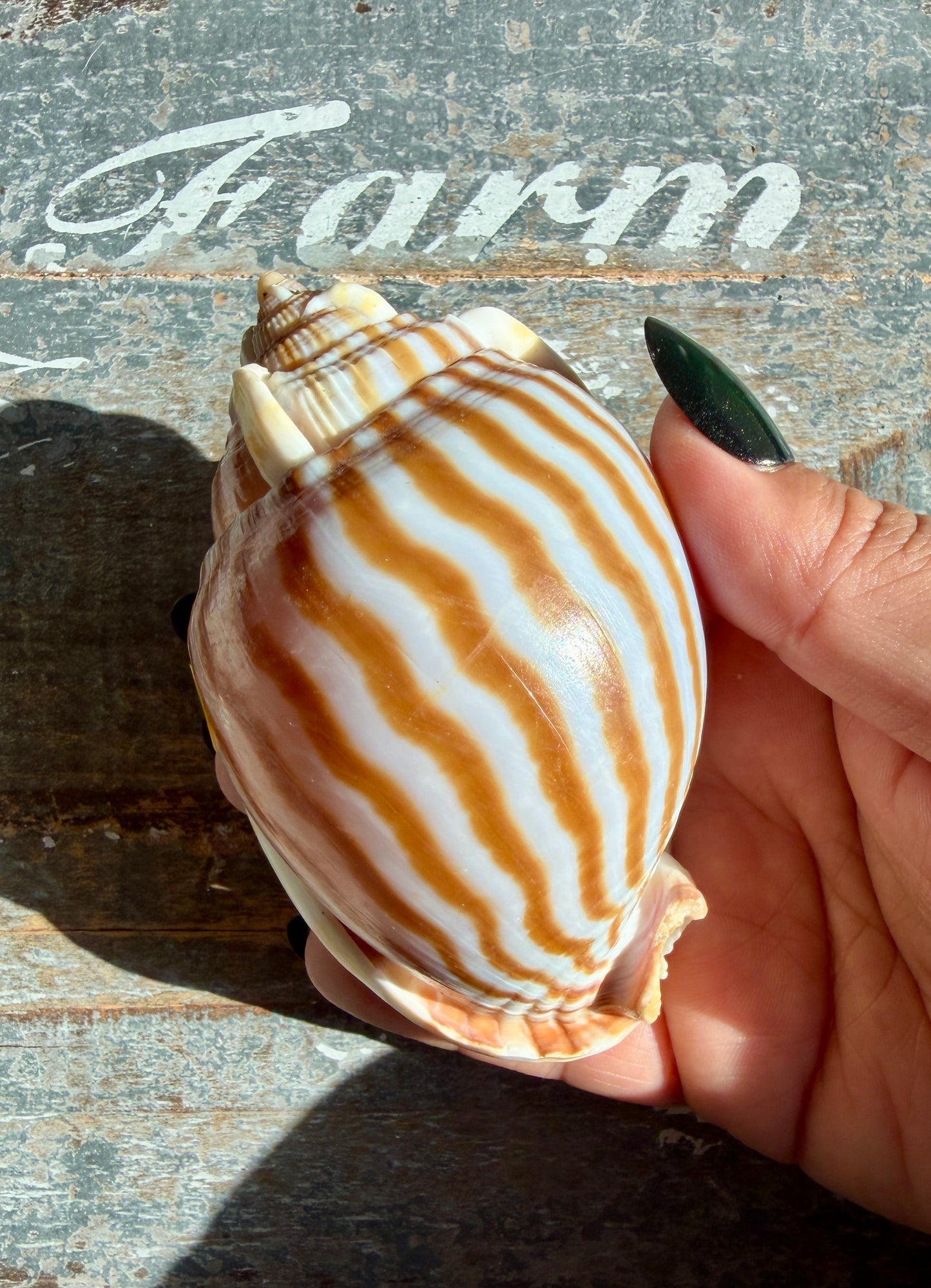 Gorgeous Golden Banded Tun Shell | Oceanic Heirloom | Opt F