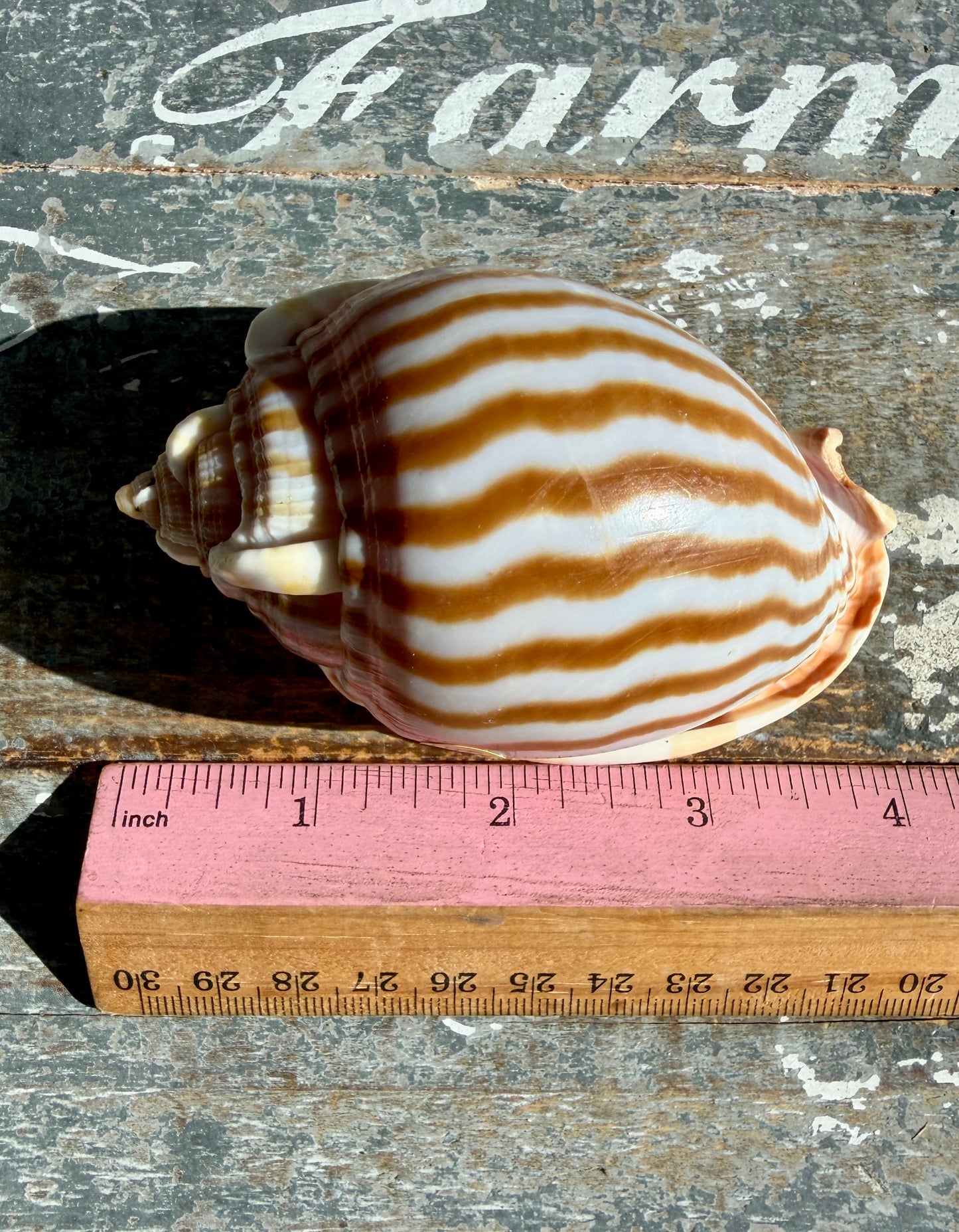Gorgeous Golden Banded Tun Shell | Oceanic Heirloom | Opt F